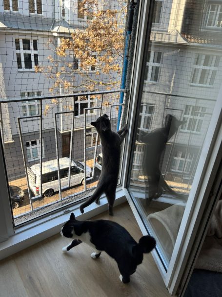 Professionelle Montage Katzennetz