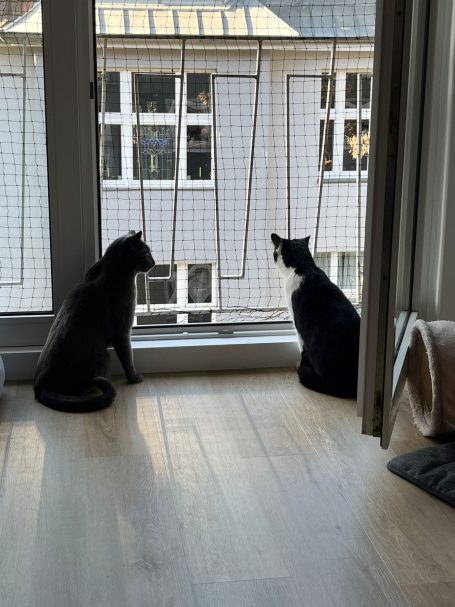 Katzen am bodentiefen Fenster mit montiertem Katzennetz – sichere Balkon- und Türsicherung